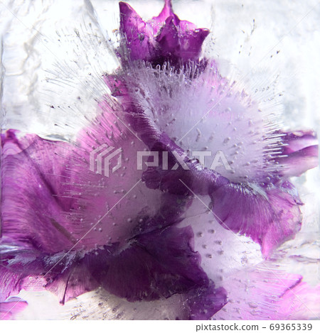 Frozen flower of gladiolus Frozen flower of gladiolus 69365339