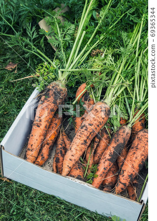 harvest of ripe carrots collected and lies to a cardboard box harvest of ripe carrots collected and lies to a cardboard box 69365344