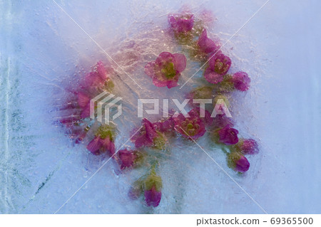 Frozen   flower of       bergenia 69365500