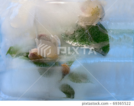 Frozen   flower of apple 69365522