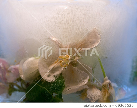 Frozen   flower of apple 69365523