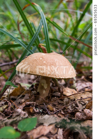 Porcini mushroom grows on the forest floor at autumn season.. Porcini mushroom grows on the forest floor at autumn season.. 69365633