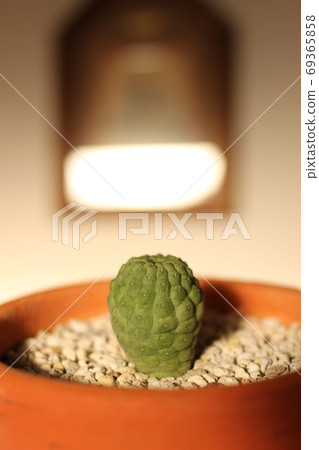 肉質植物Larirealaki佛頭 69365858