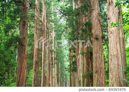 《Nagano Prefecture》 Cedar trees on the approach to Togakushi 《Nagano Prefecture》 Cedar trees on the approach to Togakushi 69365976