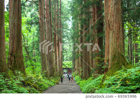 《Nagano Prefecture》 Cedar trees on the approach to Togakushi 《Nagano Prefecture》 Cedar trees on the approach to Togakushi 69365996