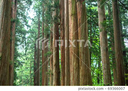 《Nagano Prefecture》 Cedar trees on the approach to Togakushi 69366007
