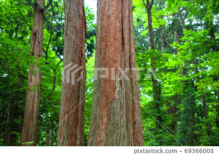 《Nagano Prefecture》 Cedar trees on the approach to Togakushi 《Nagano Prefecture》 Cedar trees on the approach to Togakushi 69366008