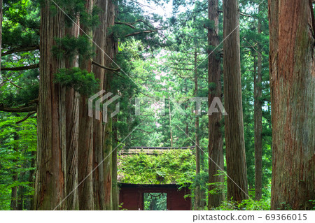 《Nagano Prefecture》 Cedar trees on the approach to Togakushi 《Nagano Prefecture》 Cedar trees on the approach to Togakushi 69366015
