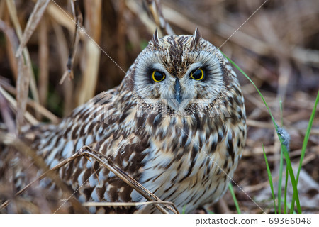 Short-eared owl living in the wild 69366048