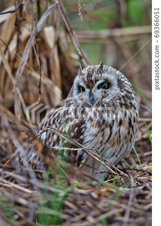 Short-eared owl living in the wild 69366051