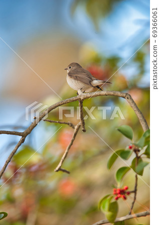 Cute little bird Red-breasted Flycatcher 69366061