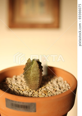 肉質植物倉藏白Sloanea 肉質植物倉藏白Sloanea 69366075