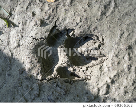 wolf paw print on mud wolf paw print on mud 69366162