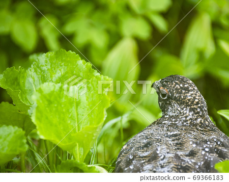 Mr. Grouse Male Mr. Grouse Male 69366183