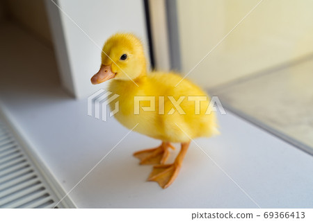 little yellow duck is on the window.  69366413