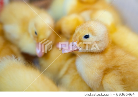 little yellow ducklings closeup. little yellow ducklings closeup. 69366464