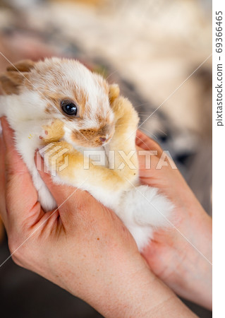 yellow little white rabbit in hands of person. 69366465