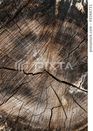 Wood texture of cutted tree trunk. Moss and fungus growing on th 69366731