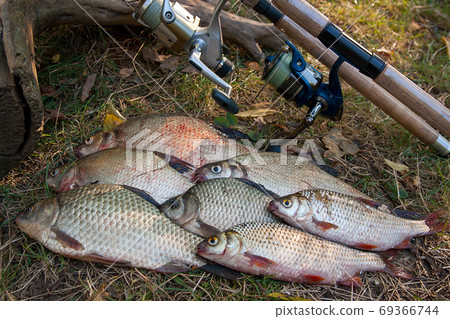 Pile of the common bream fish, crucian fish or Carassius, roach Pile of the common bream fish, crucian fish or Carassius, roach 69366744