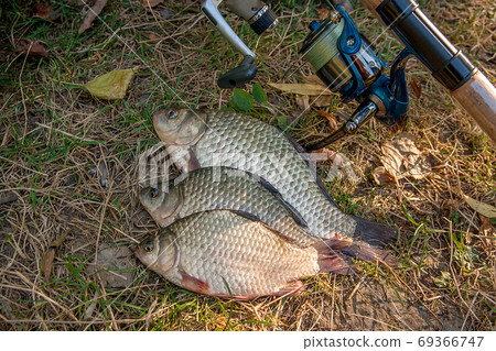 Several crucian fish or carassius on green grass. Catching fresh Several crucian fish or carassius on green grass. Catching fresh 69366747