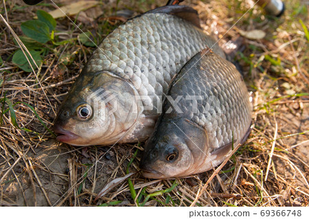 Several crucian fish or Carassius on green grass. Catching fres Several crucian fish or Carassius on green grass. Catching fres 69366748