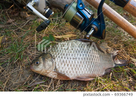 Several crucian fish or carassius on green grass. Catching fresh Several crucian fish or carassius on green grass. Catching fresh 69366749