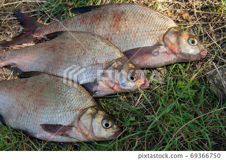 Several common bream fish on green grass. Catching freshwater fi Several common bream fish on green grass. Catching freshwater fi 69366750