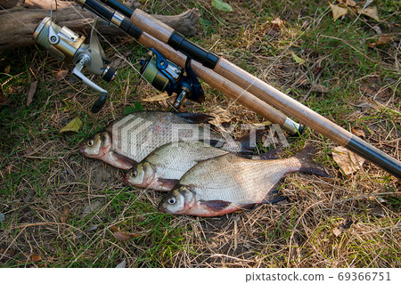Several common bream fish on the natural background. Catching fr Several common bream fish on the natural background. Catching fr 69366751