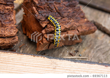 Beautiful black and yellow caterpillar creeps on piece of old br 69367113