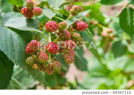 Close up view of a bunch of blackberry. Ripening of the blackber 69367118