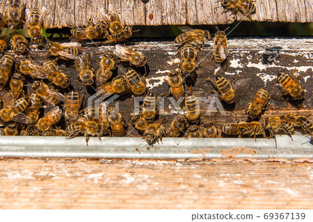 Plenty of bees at the entrance of beehive in apiary. 69367139