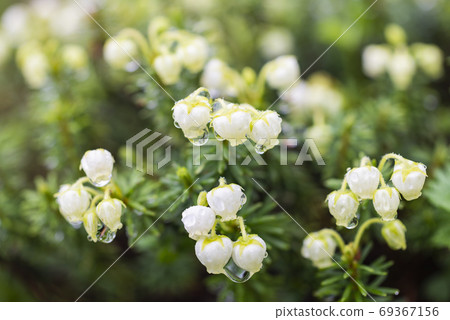 Phyllodoce aureus with water drops Phyllodoce aureus with water drops 69367156
