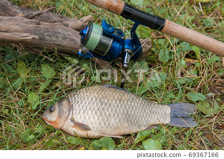 One crucian fish or Carassius on green grass. Catching freshwate One crucian fish or Carassius on green grass. Catching freshwate 69367166