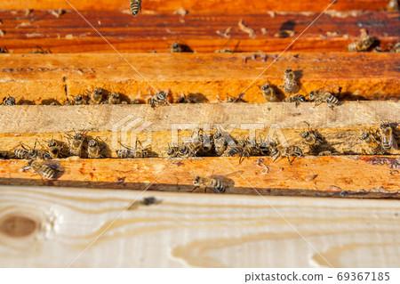 Close up view of the bees swarming on a honeycomb. 69367185