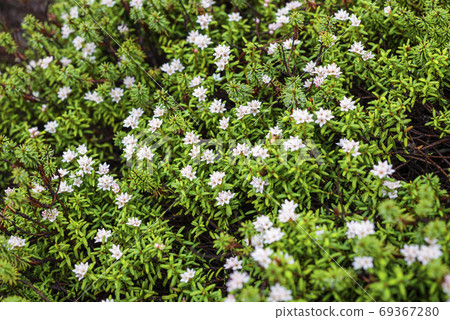 Kalmia procumbens that grow in clusters 69367280