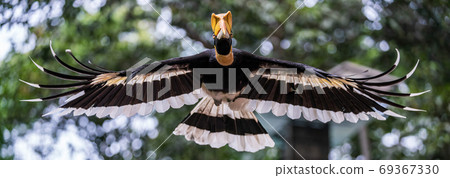 Great hornbill in flight 69367330
