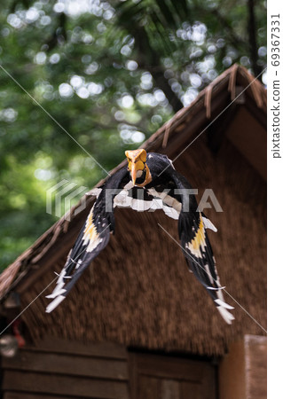 Great hornbill in flight 69367331