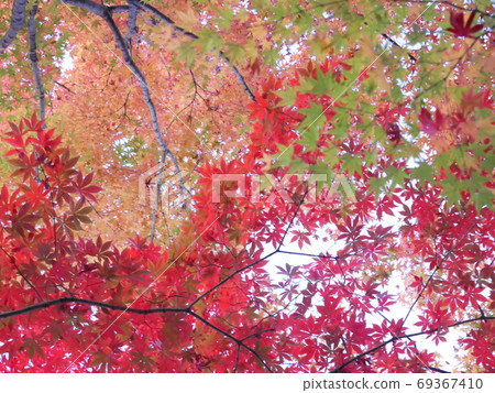 Looking up at the colorful autumn leaves from below 69367410