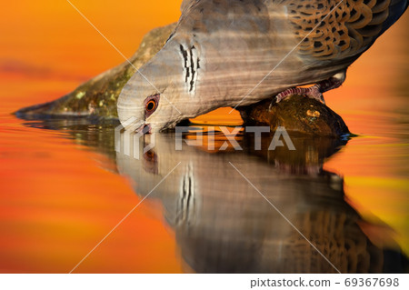 european turtle dove drinking water in autumn nature. 69367698
