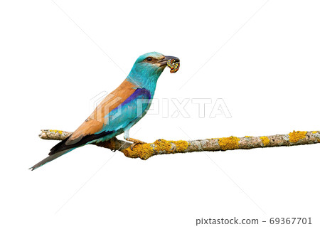 Turquoise european roller sitting on branch isolated on white background. Turquoise european roller sitting on branch isolated on white background. 69367701