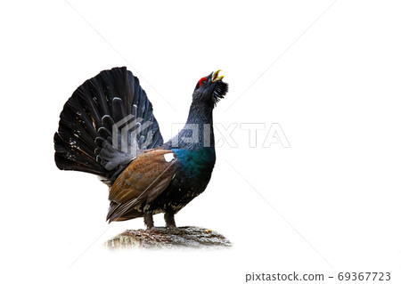 Western capercaillie lekking in nature isolated on white background. Western capercaillie lekking in nature isolated on white background. 69367723