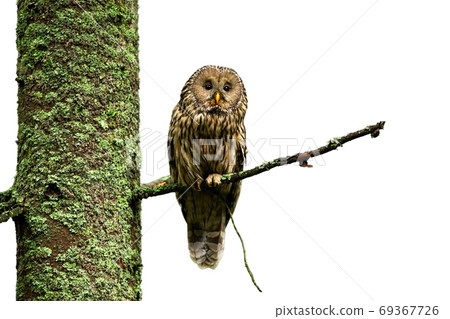 Tawny owl sitting on tree isolated on white background. Tawny owl sitting on tree isolated on white background. 69367726