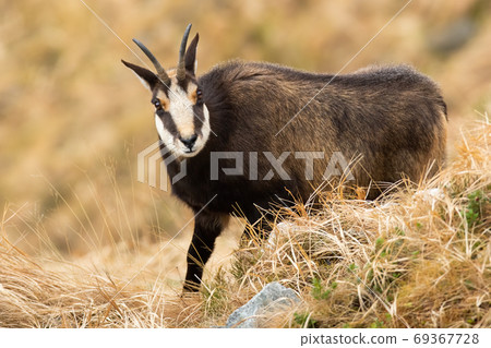 Tatra chamois standing on mountains in autumn nature. Tatra chamois standing on mountains in autumn nature. 69367728