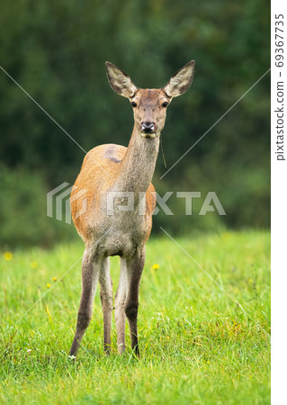 Cautious red deer hind standing on meadow in autumn. 69367735