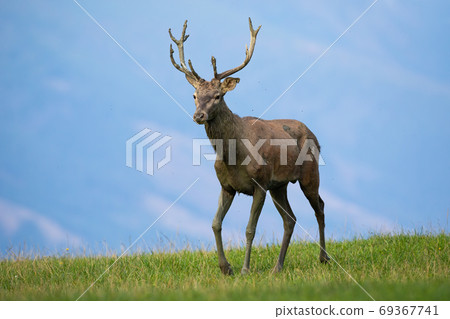 Young red deer walking on meadow in autumn nature. 69367741