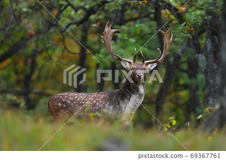 Majestic fallow deer stag standing in forest in autumn. 69367761