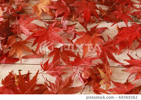 Autumn leaves Autumn leaves 69368362