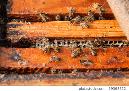 Close up view of the bees swarming on a honeycomb. 69368832