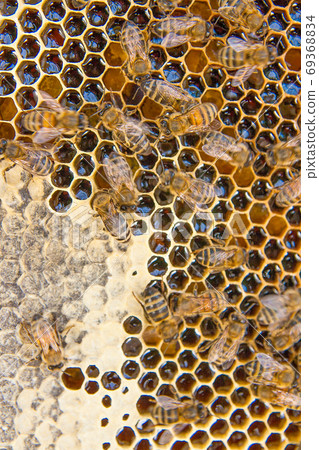 View of the working bees on the honeycomb with sweet honey. View of the working bees on the honeycomb with sweet honey. 69368834
