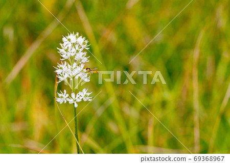 Hoverfly sucking nectar with Triantha japonica 69368967